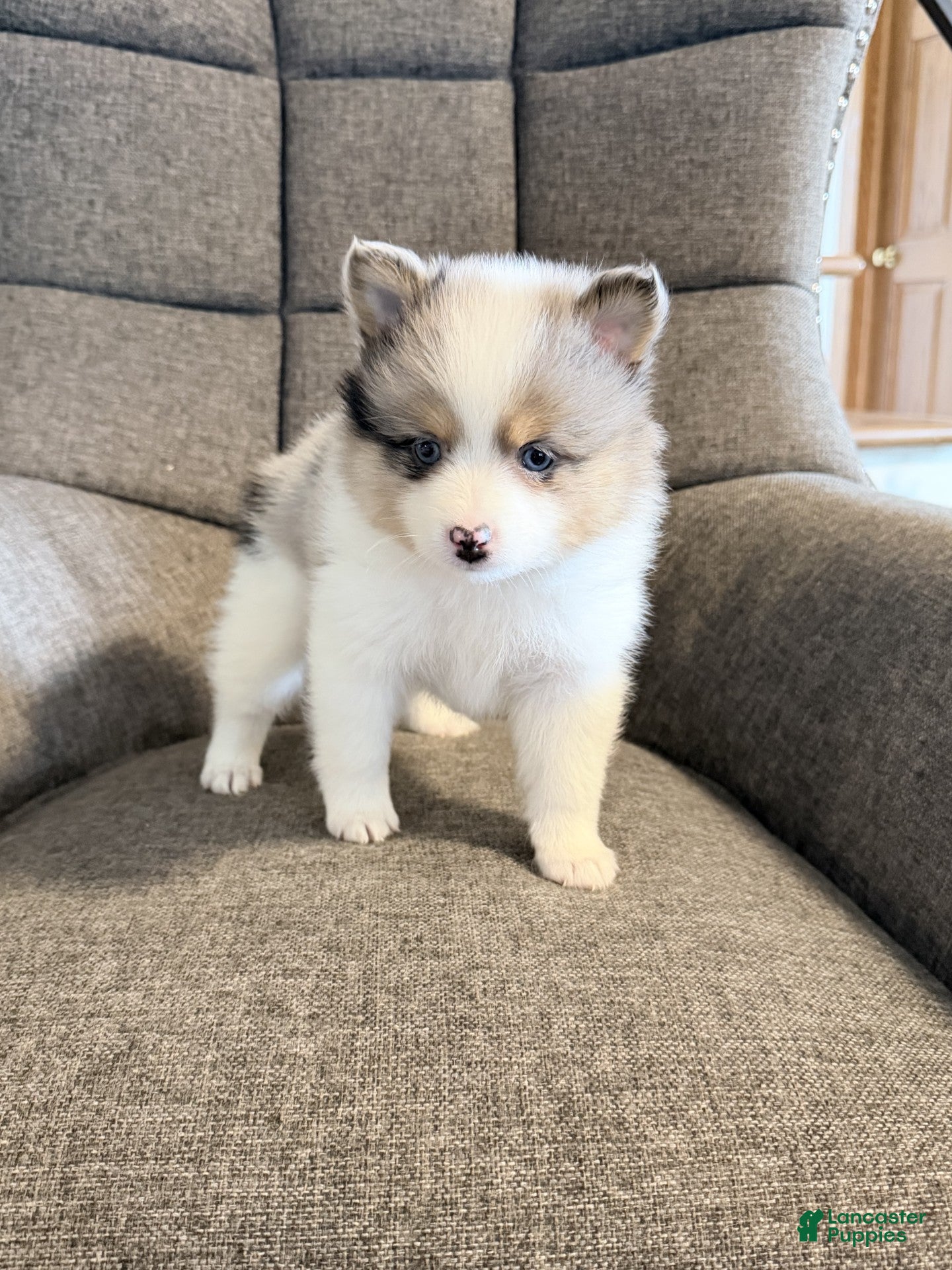 Pomsky dogs jax - Ad 2