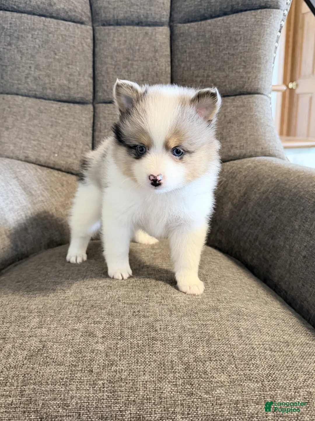 Pomsky dogs for sale: jax - Ad 2