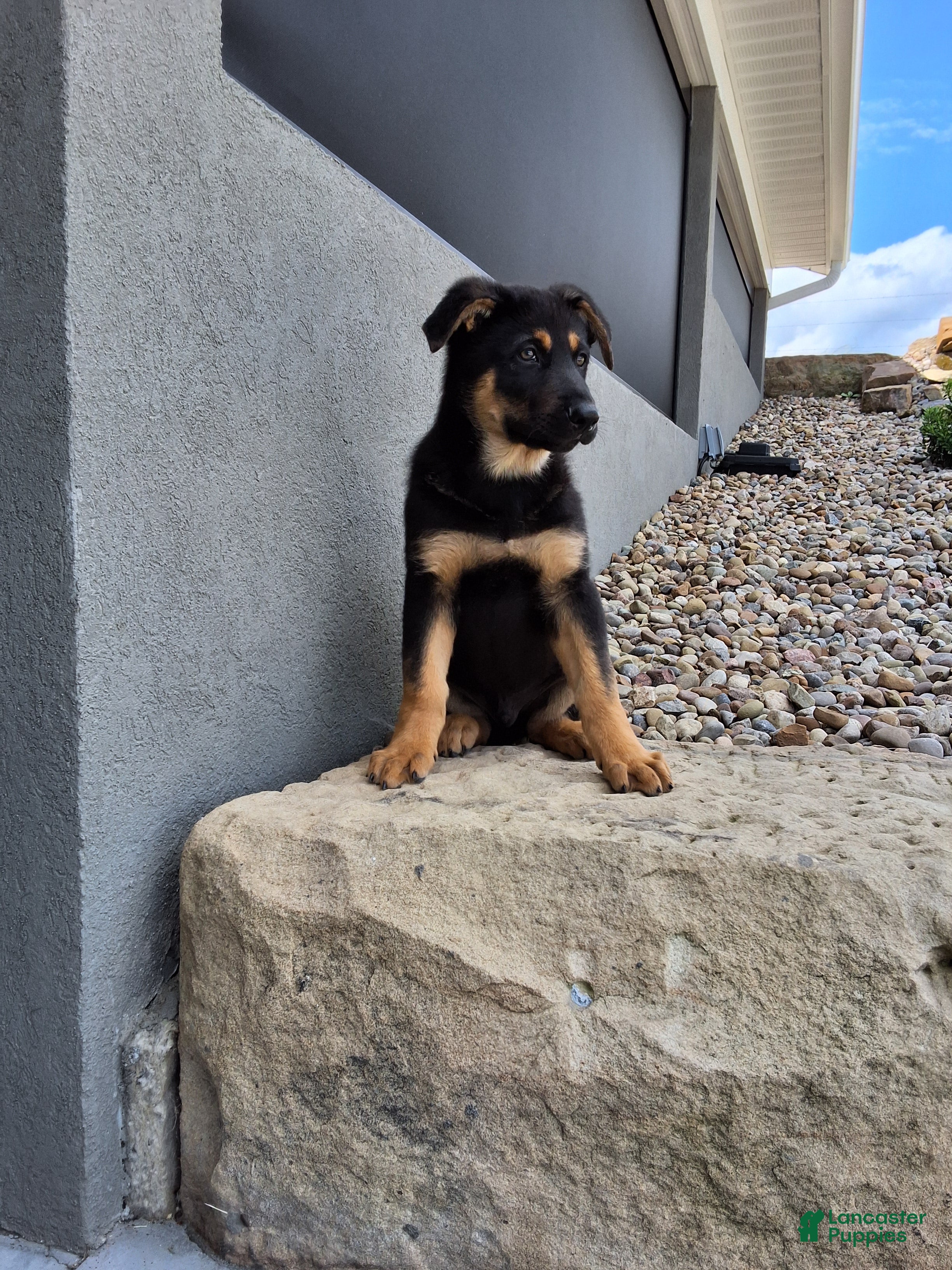 German Shepherd dogs Karl - Ad 2