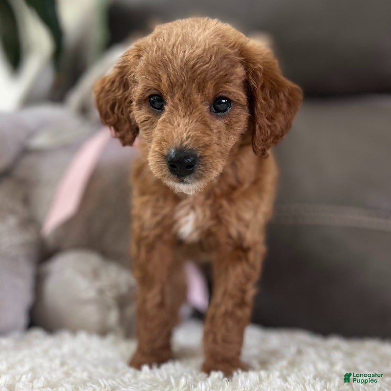 Mini Goldendoodle dogs Lucy (Micro Mini Girl) - Ad 1