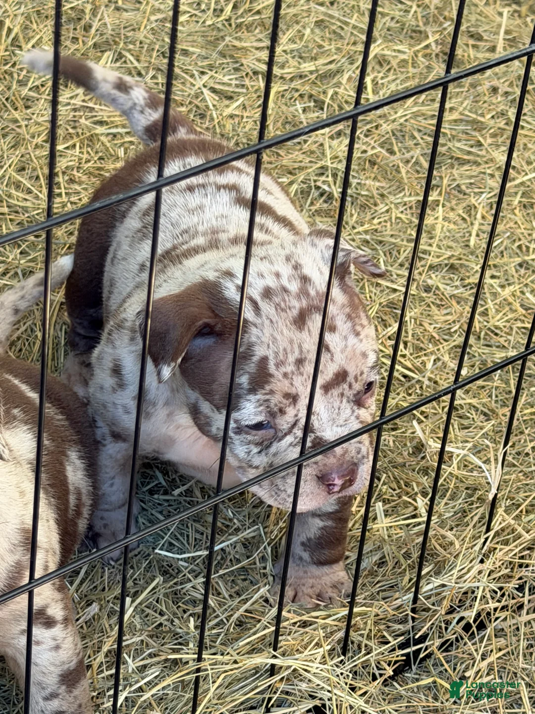 American Bully dogs for sale: American Bully 7 - Ad 2