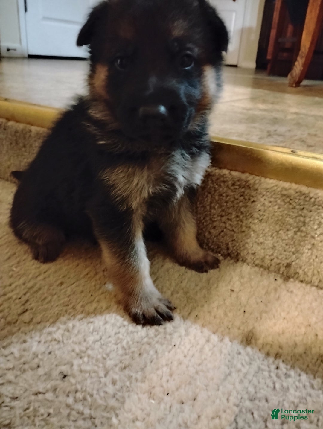 German Shepherd dogs for sale: German Shepherd Puppy 3 - Ad 13