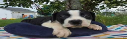 Olde English Bulldogge dogs for sale: Margaret - Ad 7