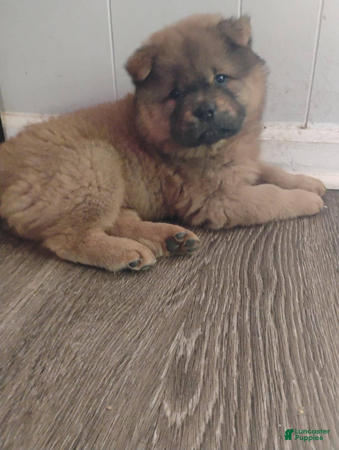 Chow Chow dogs for sale: Ariel  - Ad 6