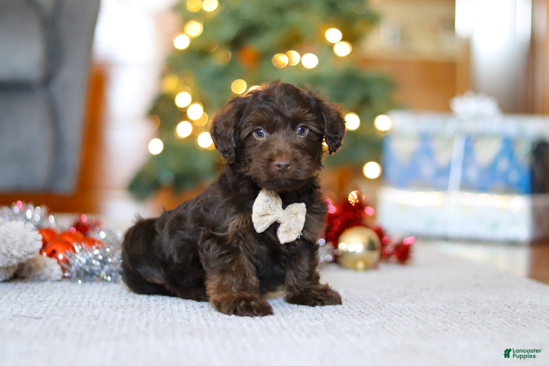 Yorkiepoo dogs for sale: Alton - Ad 4