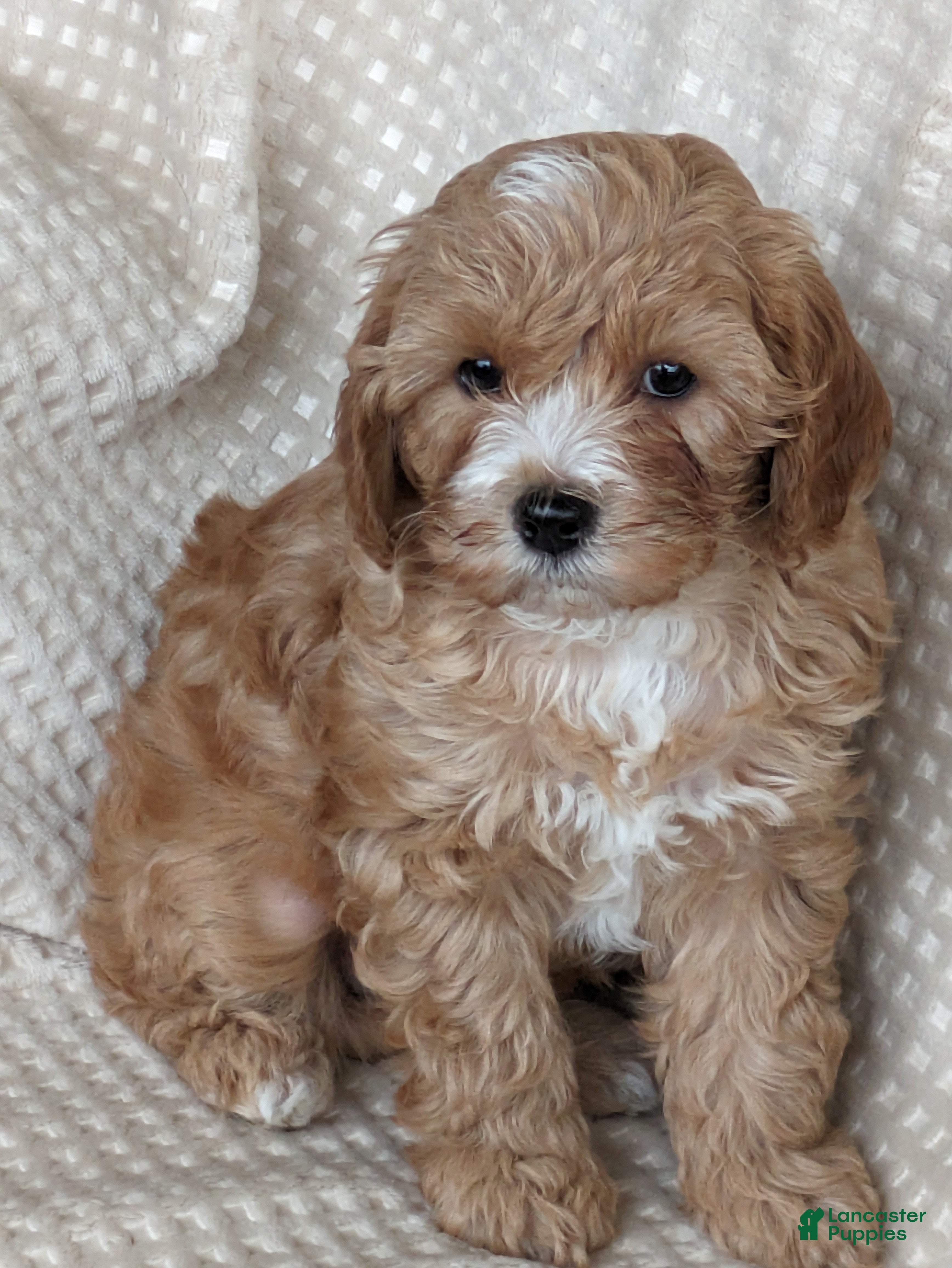 Cavapoo dogs for sale: Darcy - Ad 1