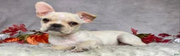 Frenchton dogs for sale: Mr. Oliver  - Ad 4