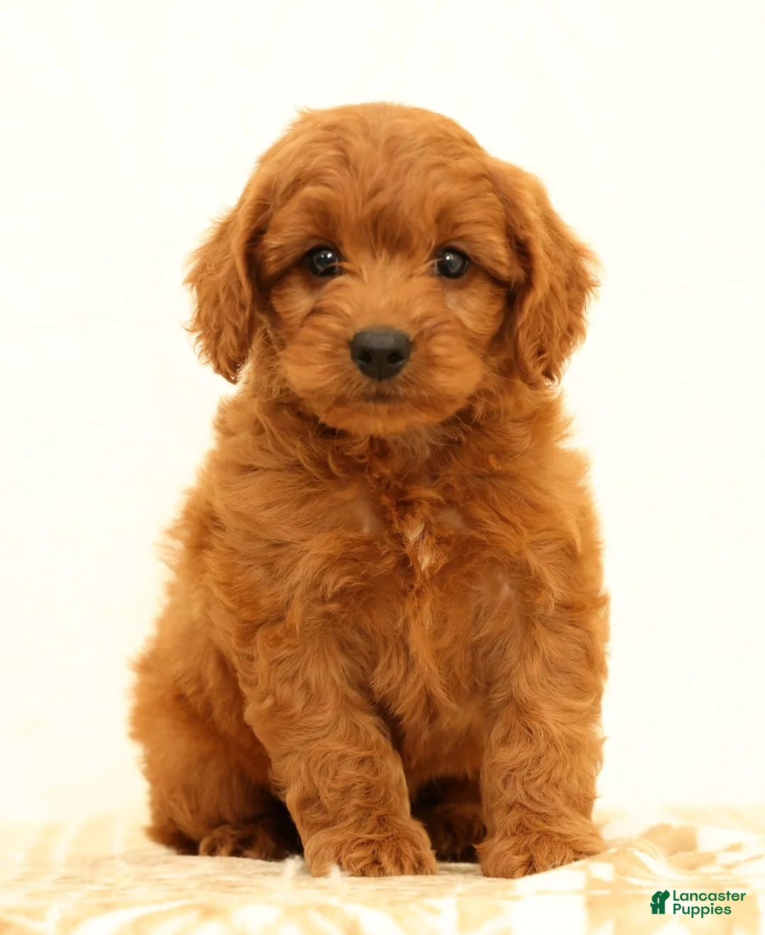 Mini Goldendoodle dogs for sale: Klondike - Ad 1
