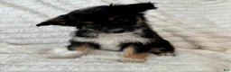 Mixed Breed dogs for sale: Willy  - Ad 4