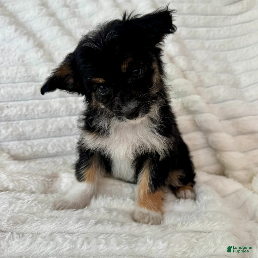 Mixed Breed dogs for sale: Willy  - Ad 4