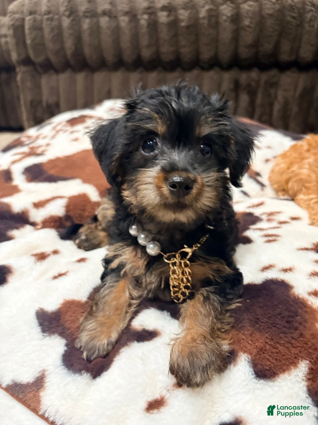 Yorkiepoo dogs for sale: Yorkiepoo - Ad 1