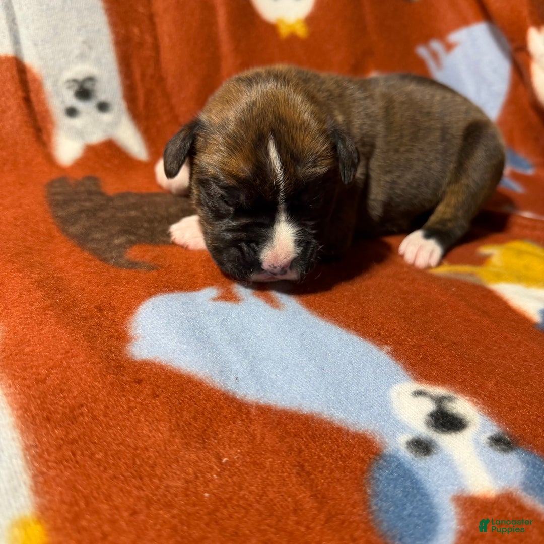 Boxer dogs for sale: Joe - Ad 1