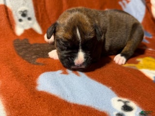 Boxer dogs Joe - Ad 6