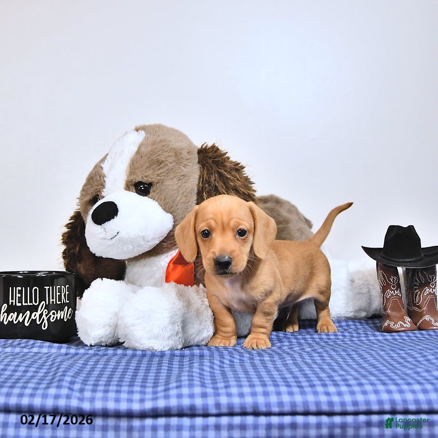 Miniature Dachshund dogs Oscar - Ad 1