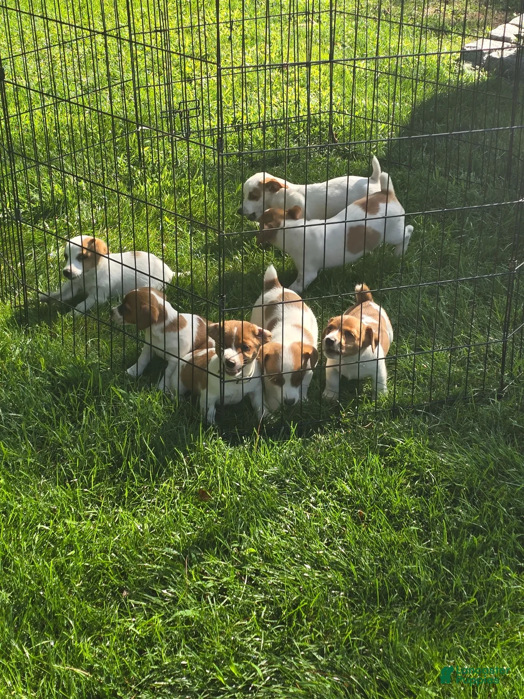 Jack Russell Terrier dogs for sale: Jack Russell Terrier 1 - Ad 11