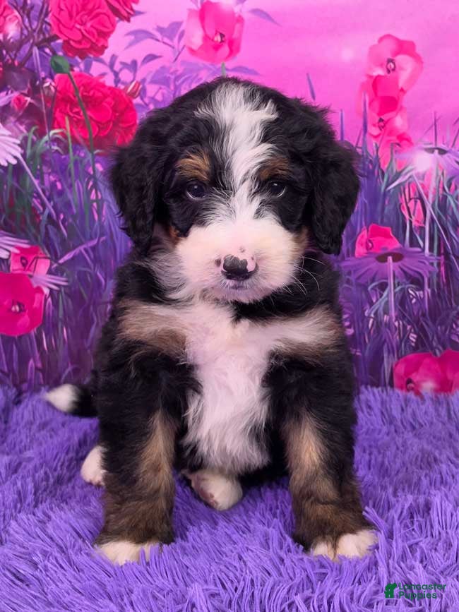 Mini Bernedoodle dogs Nabisco - Ad 1
