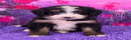 Mini Bernedoodle dogs for sale: Nabisco - Ad 1