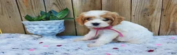 Cavachon dogs for sale: Blossom - Ad 3
