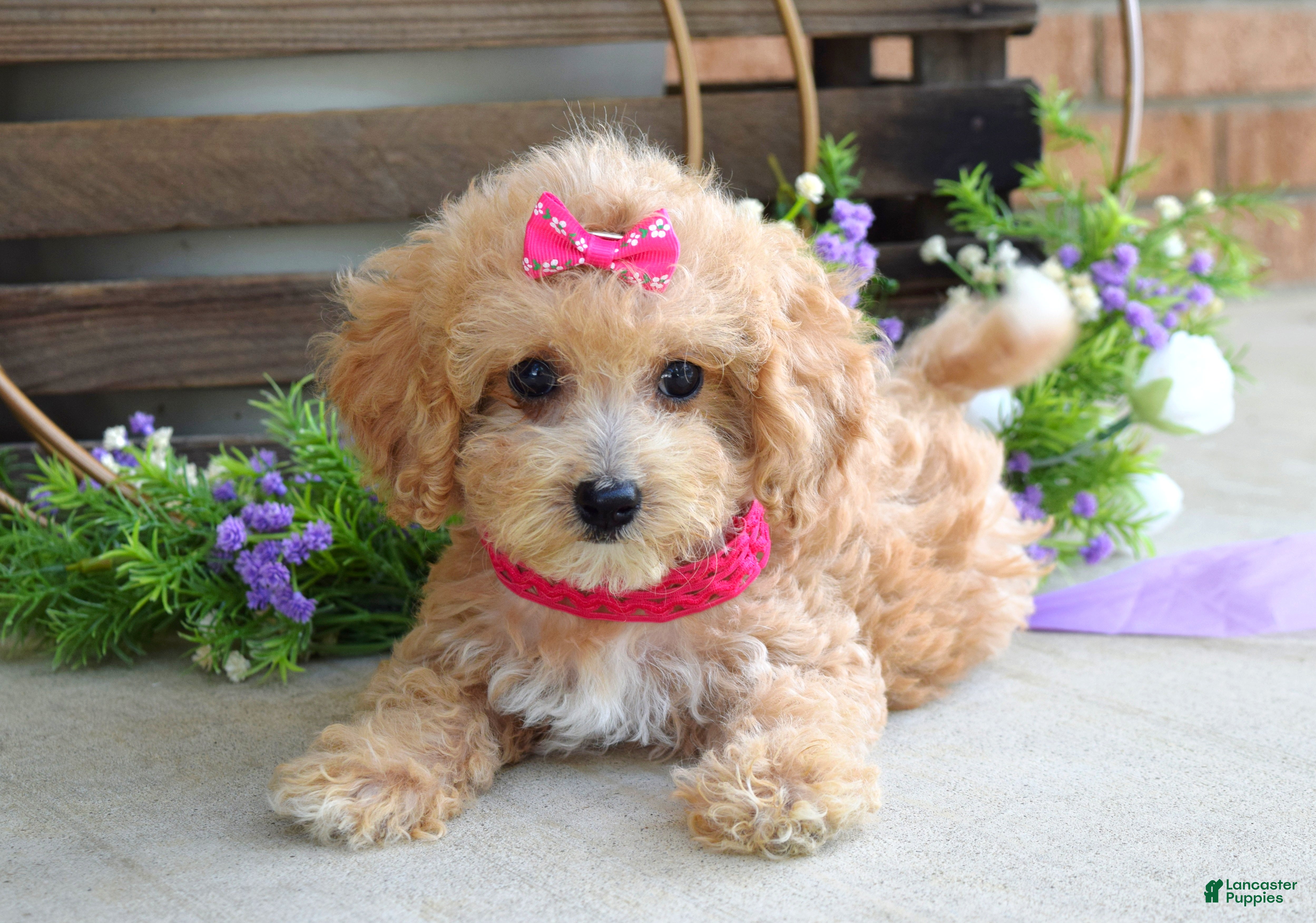 Maltipoo dogs Everly - Ad 1