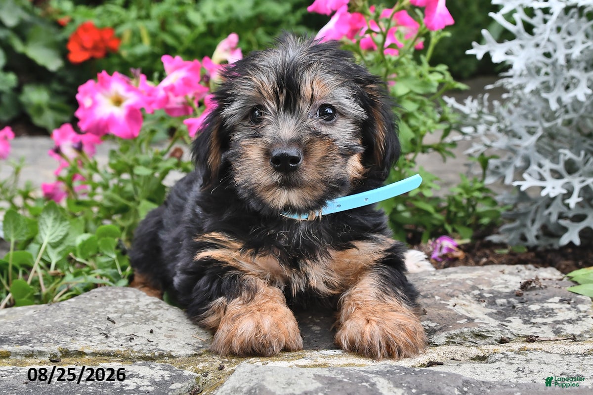 Yorkshire Terrier dogs Enore - Ad 1