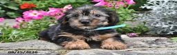 Yorkshire Terrier dogs for sale: Enore - Ad 1