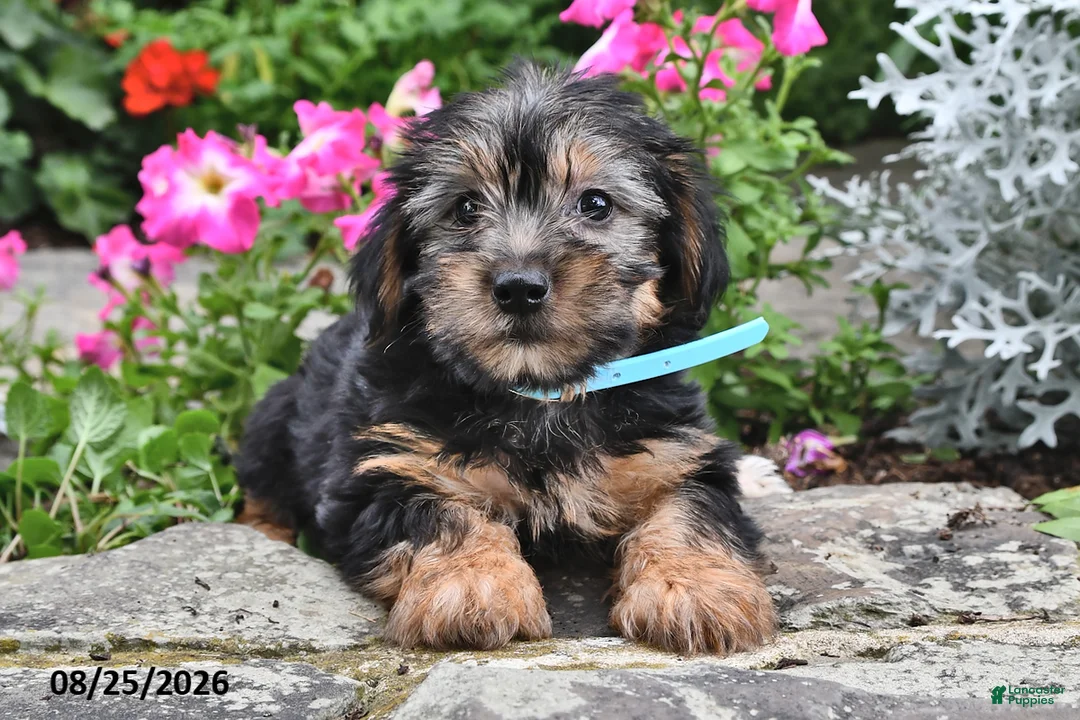 Yorkshire Terrier dogs for sale: Enore - Ad 1