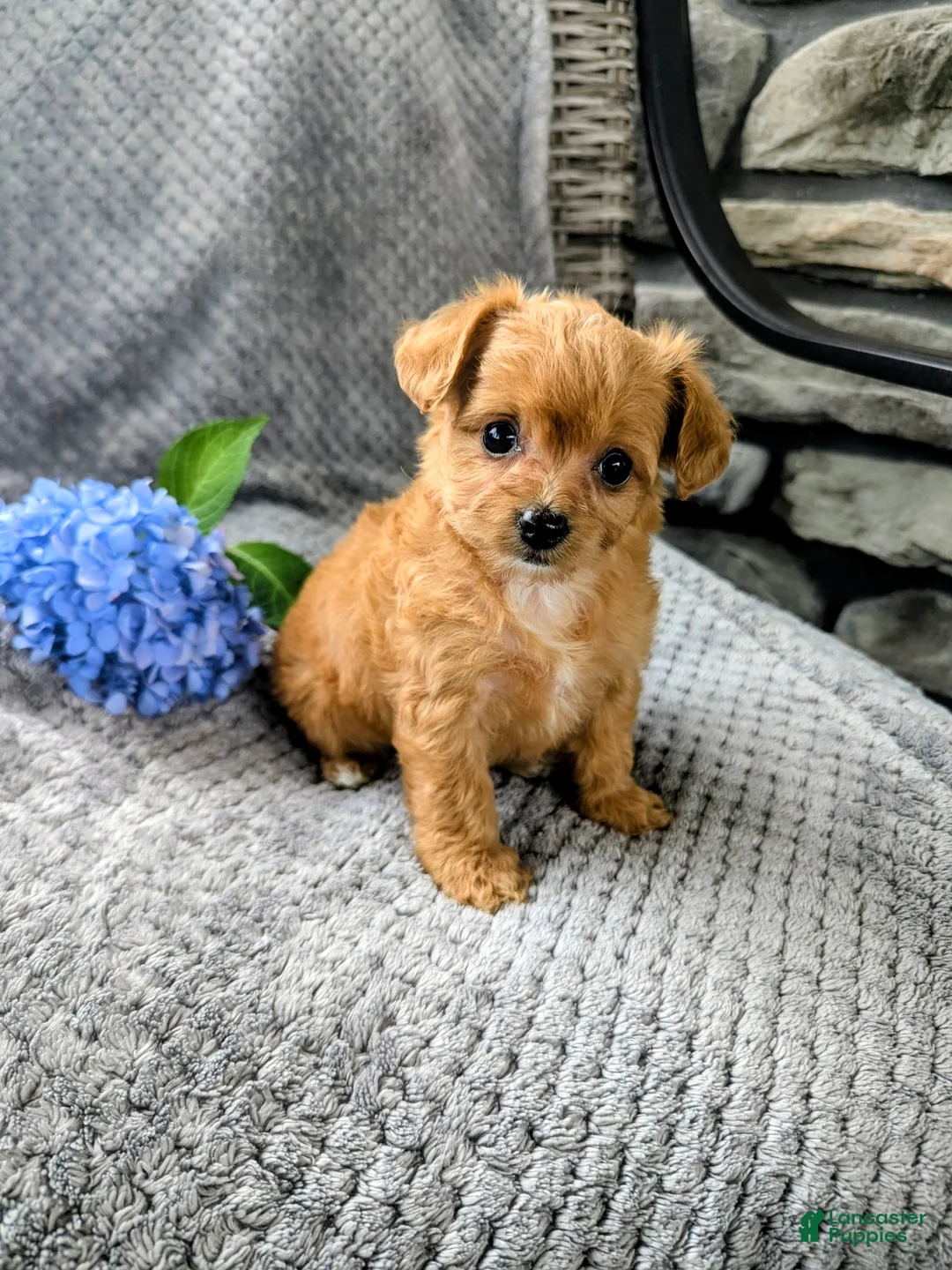 Chipoo dogs for sale: Bella - Ad 1