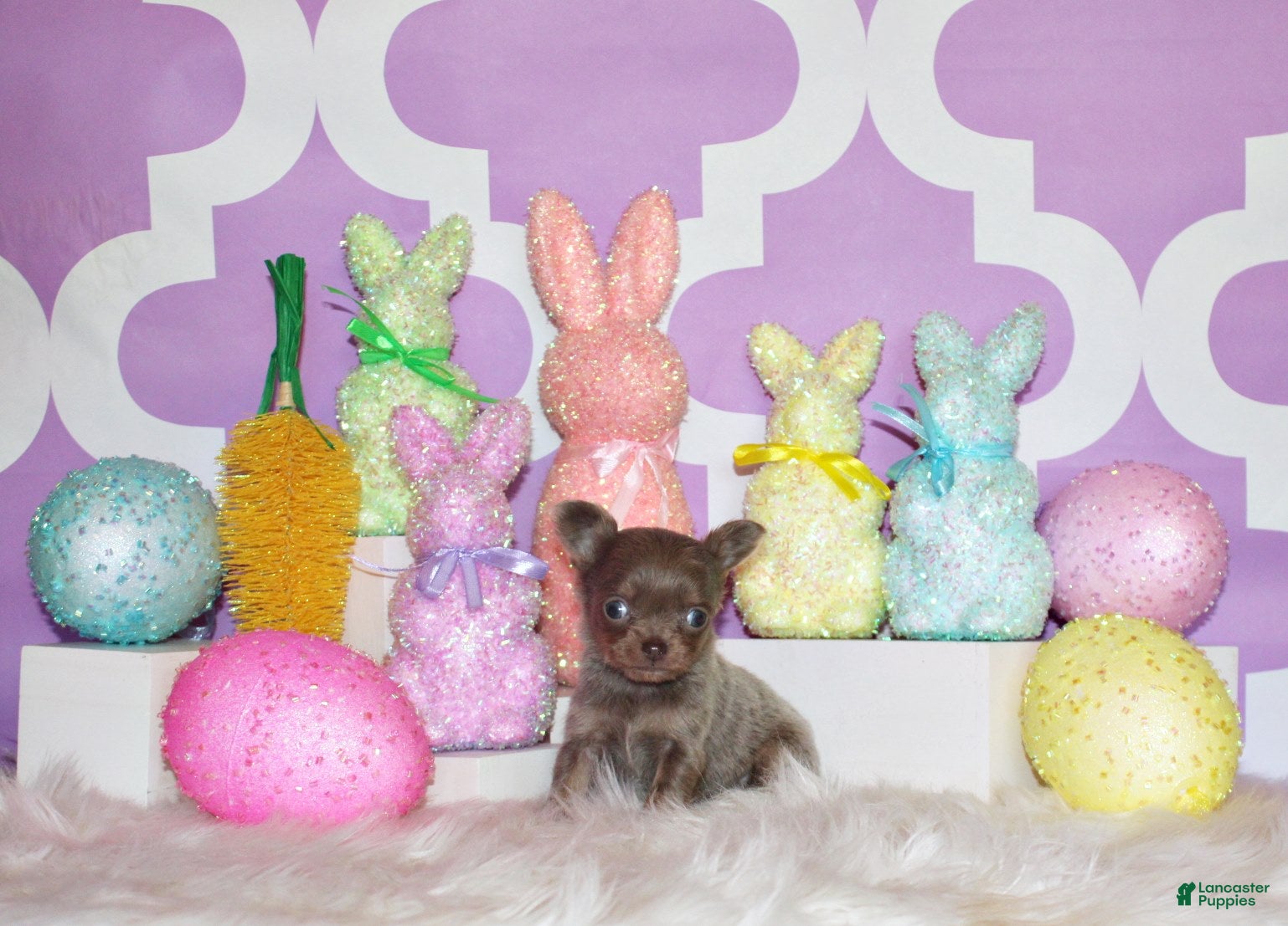 Chihuahua dogs Pepin - Ad 2