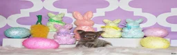 Chihuahua dogs for sale: Pepin - Ad 3