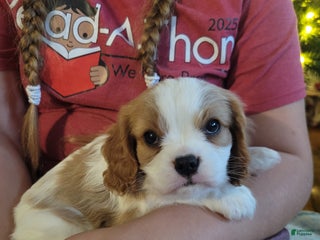 Cavalier King Charles Spaniel dogs Desi - Ad 33