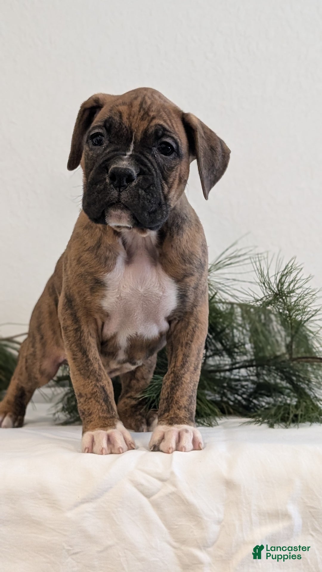 Boxer dogs for sale: Falcon - Ad 5
