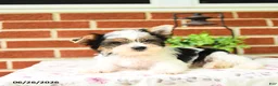 Yorkshire Terrier dogs for sale: Prince   - Ad 4