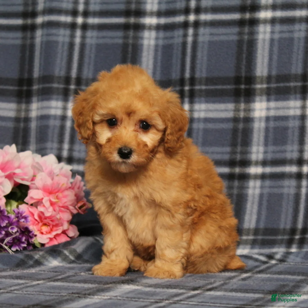Miniature Poodle dogs for sale: AKC Queso - Ad 1