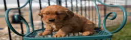 Golden Retriever dogs for sale: Daisy - Ad 10