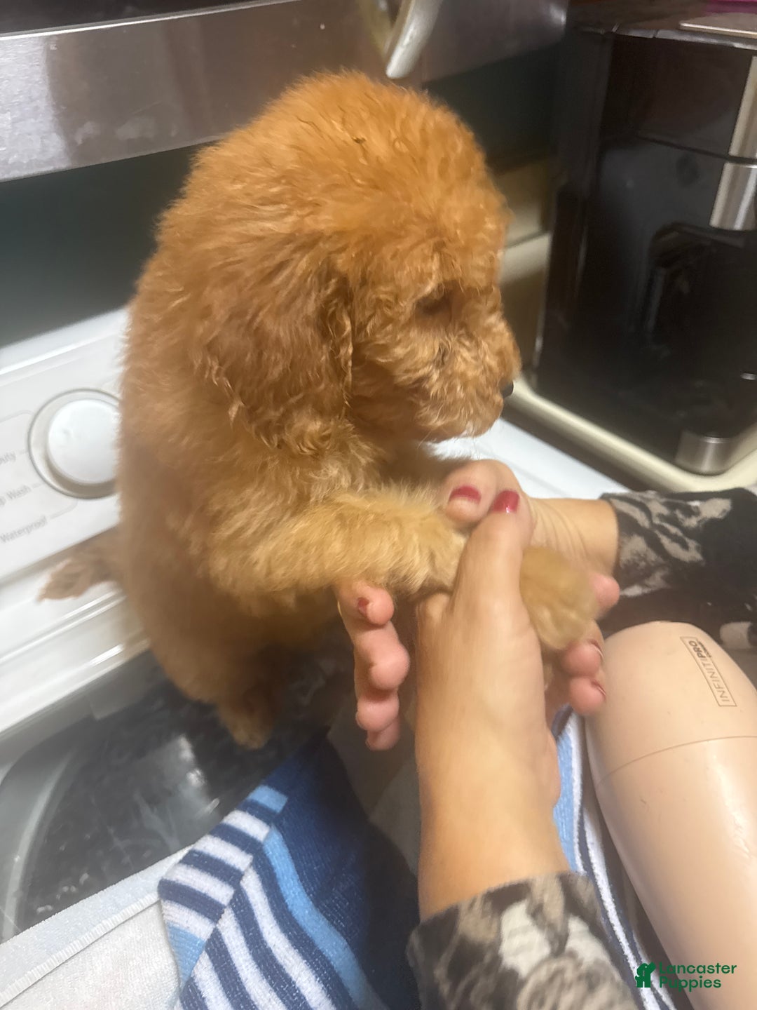 Goldendoodle dogs for sale: Puffy - Ad 1
