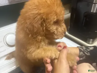 Goldendoodle dogs Puffy - Ad 25