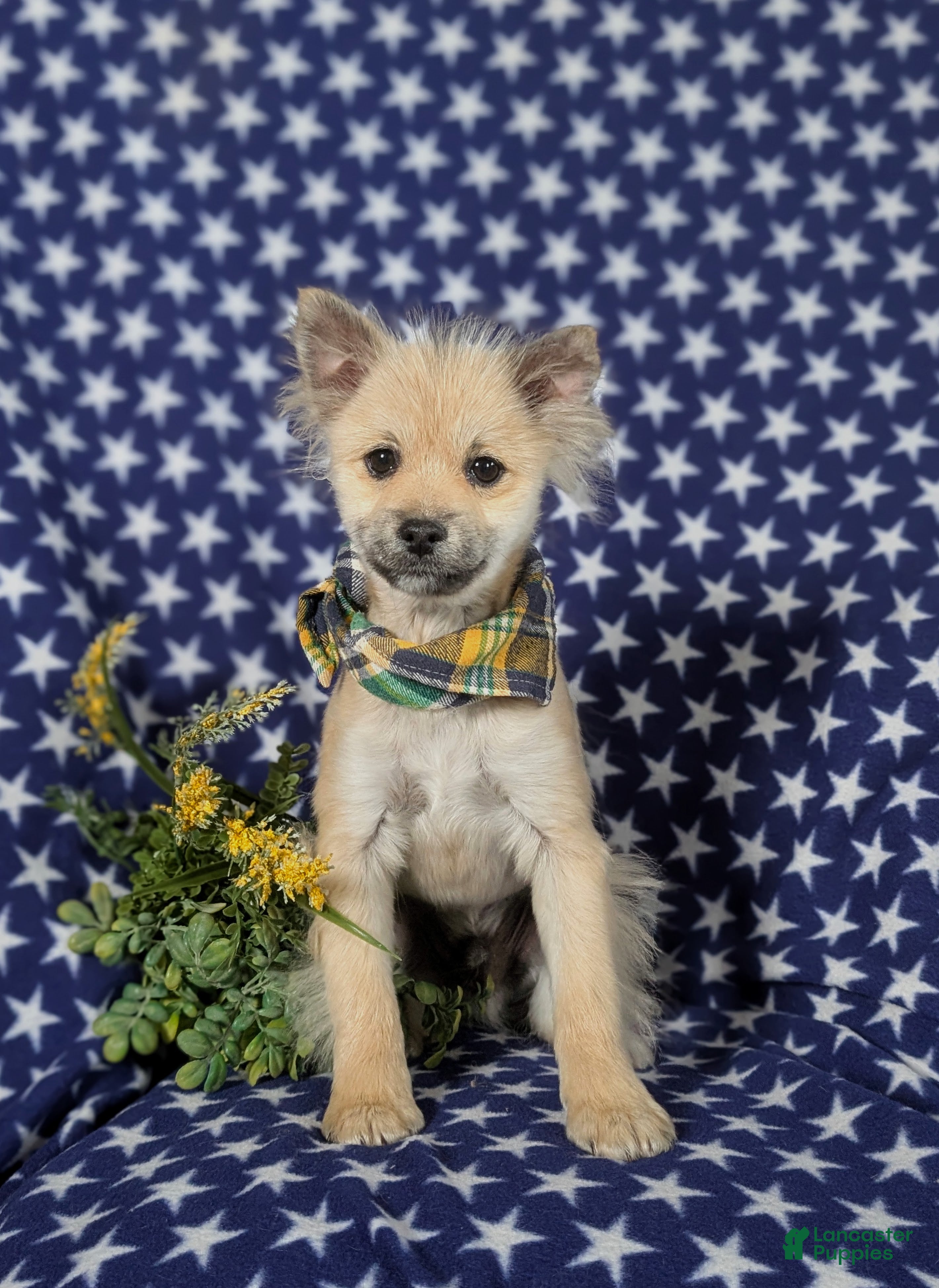 Pomeranian dogs Cagney - Ad 2