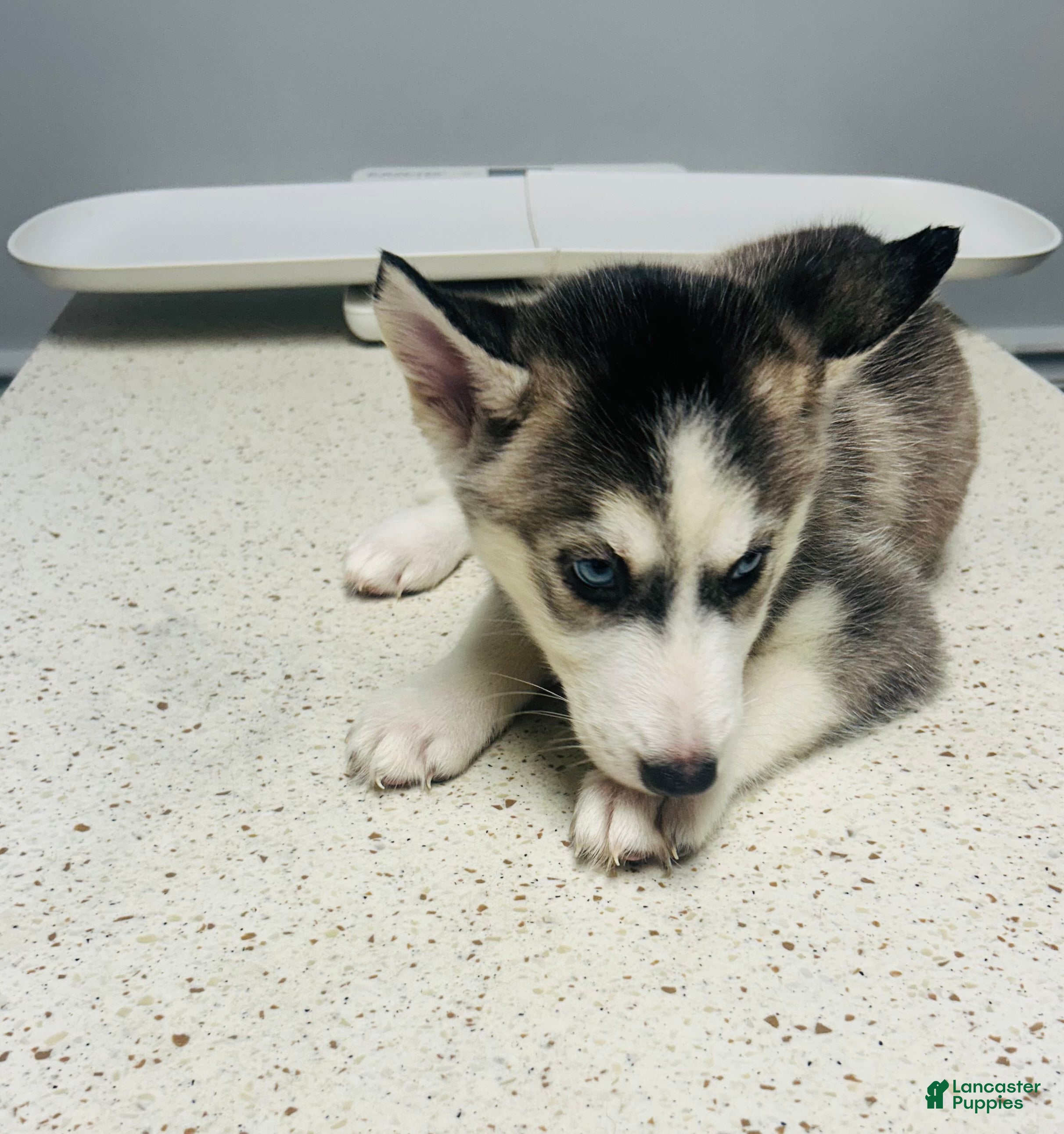 Siberian Husky dogs Siberian Husky 9 Nala - Ad 4