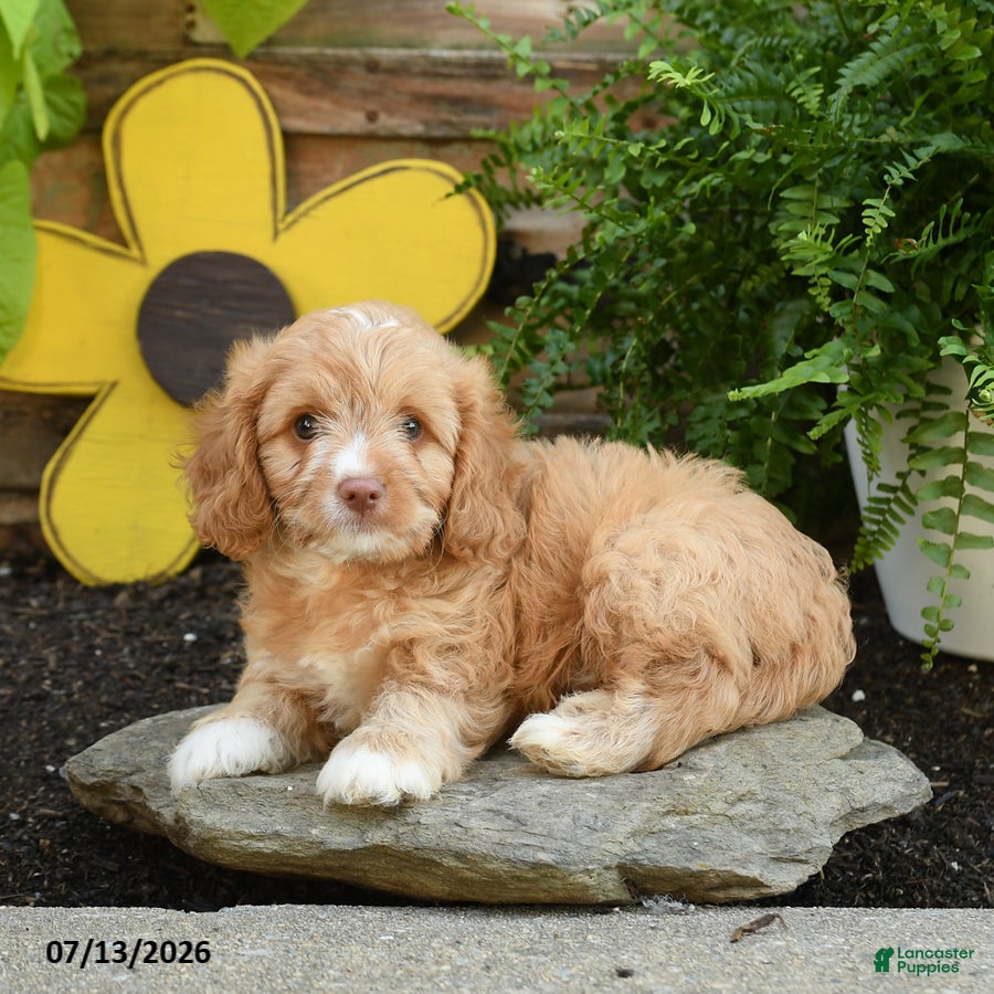 Cavapoo dogs Archie - Ad 2