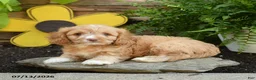 Cavapoo dogs for sale: Archie - Ad 2