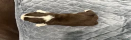Pug dogs for sale: Chocolate Panda  - Ad 5