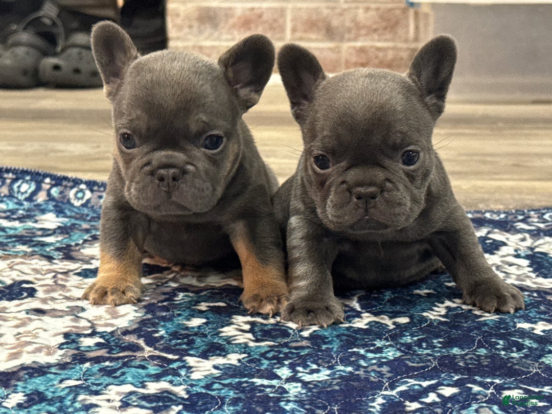 French Bulldog dogs for sale: French Bulldog Puppy 1 - Ad 17