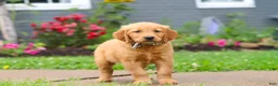 Golden Retriever dogs for sale: Buster - Ad 4