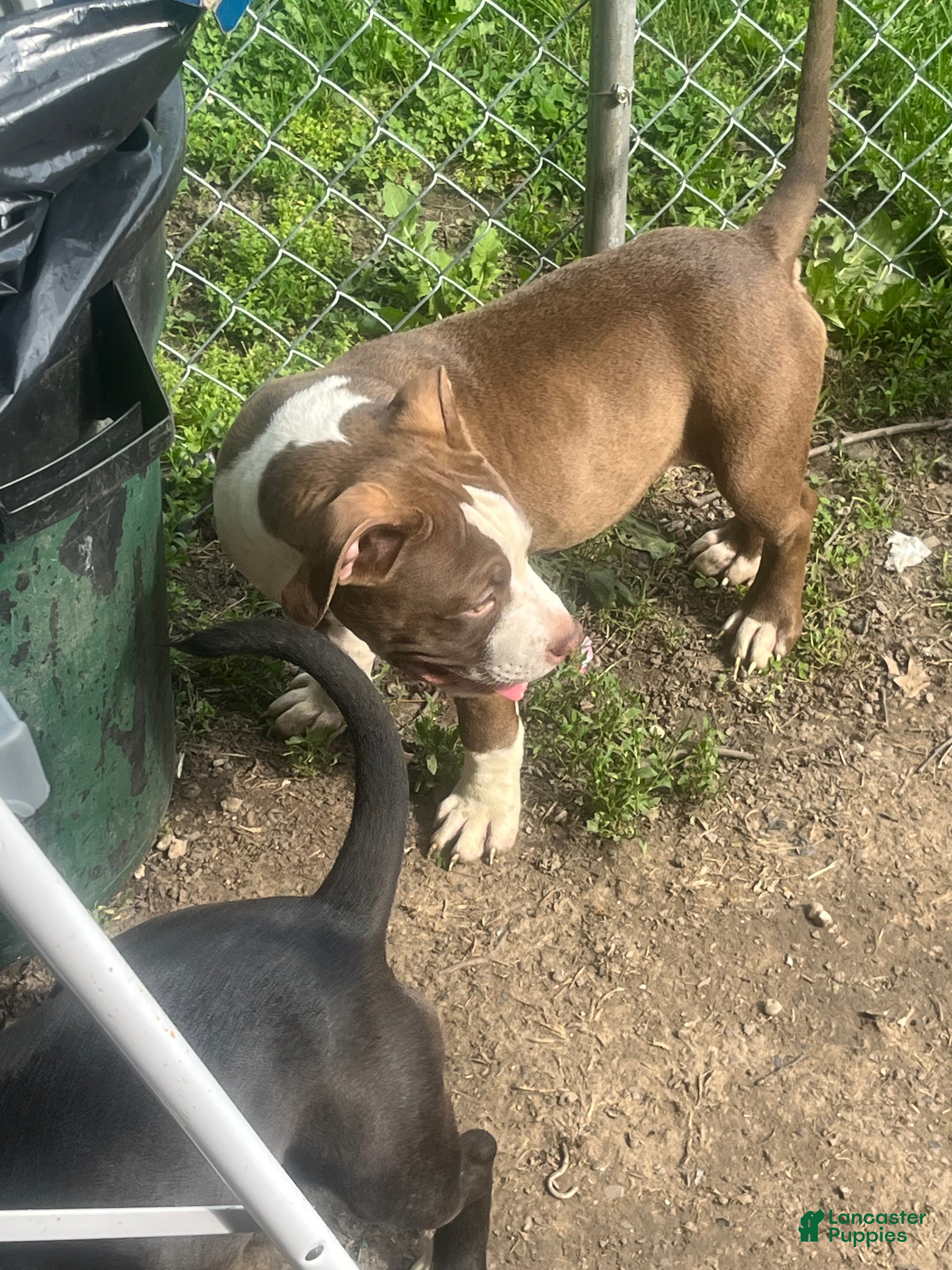 American Bully dogs American Bully Puppy 1 - Ad 33