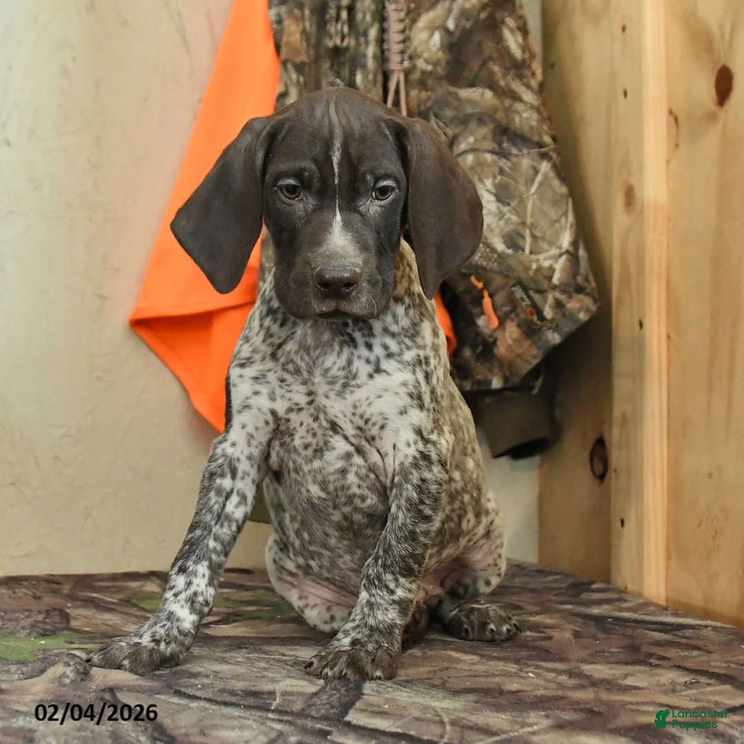 German Shorthaired Pointer dogs for sale: Hunter - Ad 3