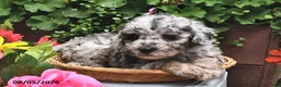 Miniature Poodle dogs for sale: Candy  - Ad 6