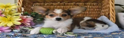 Papillon dogs for sale: Buddy - Ad 3