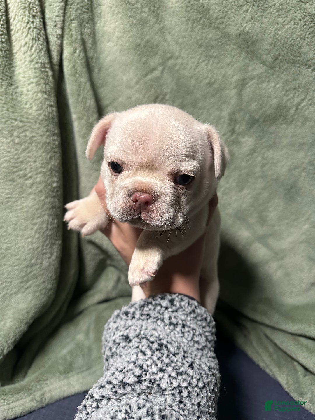 French Bulldog dogs for sale: Luca - Ad 1