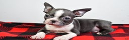Boston Terrier dogs for sale: Beau - Ad 2