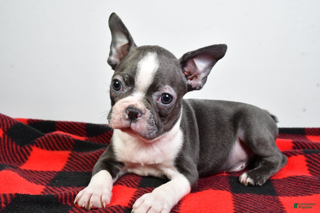 Boston Terrier dogs for sale: Beau - Ad 2